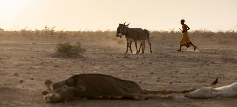 Climate change: New approach needed to gauge animal health impact on emissions