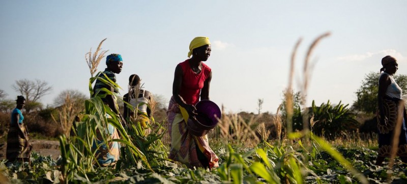 From fighting to farming: Supporting peacebuilding in Mozambique