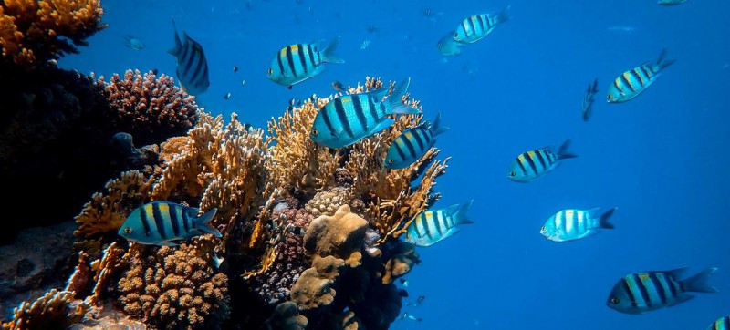 UN Ocean Conference ends with call for greater global commitment to address dire state of the ocean