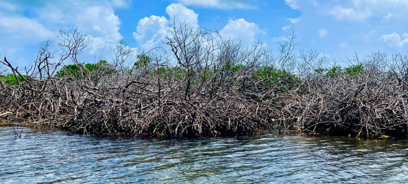 After the storm: what an environmental tragedy can teach us about climate resilience and ecosystem restoration