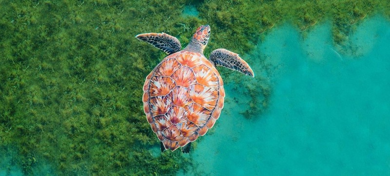 Conference opens to draft first-ever treaty on ocean’s biological diversity