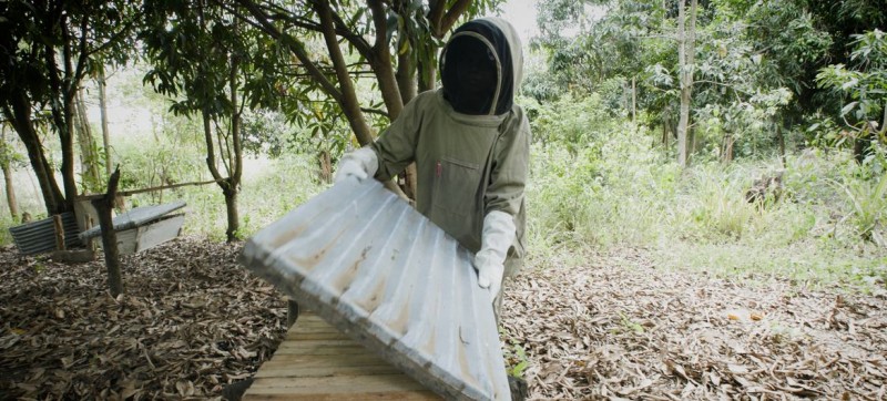 First Person: The honey business owner creating a buzz in northern Uganda