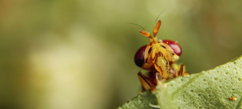 Nuclear technology helps Mexico eradicate invasive insect pest