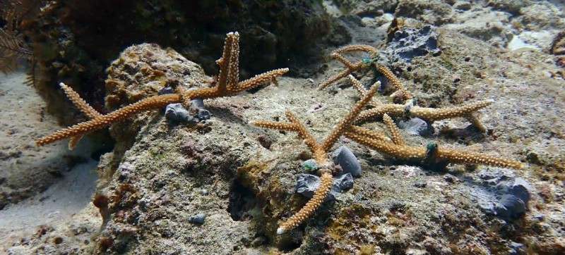 Women lead marine restoration efforts in the UNESCO Seaflower Biosphere Reserve