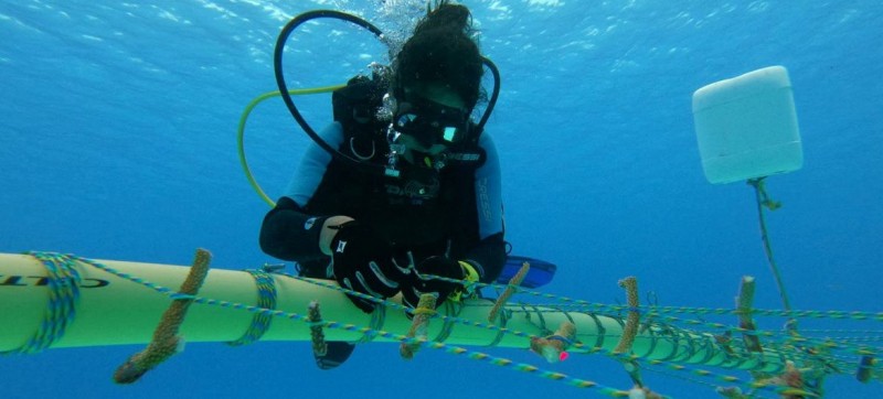 Women lead marine restoration efforts in the UNESCO Seaflower Biosphere Reserve