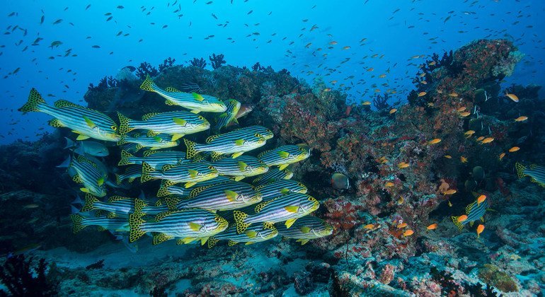 ‘Without nature, we have nothing’: UN chief sounds alarm at key UN biodiversity event