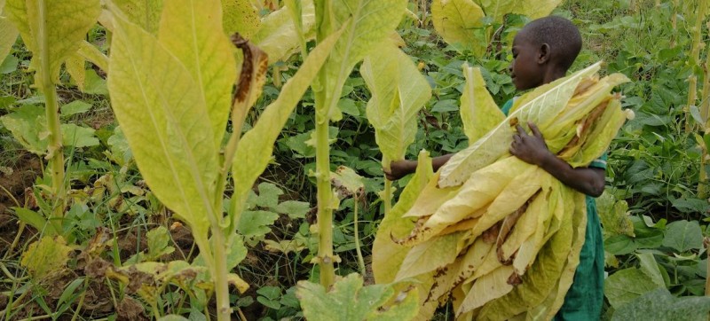 Malawi: Child trafficking and forced labour push thousands to work on tobacco farms