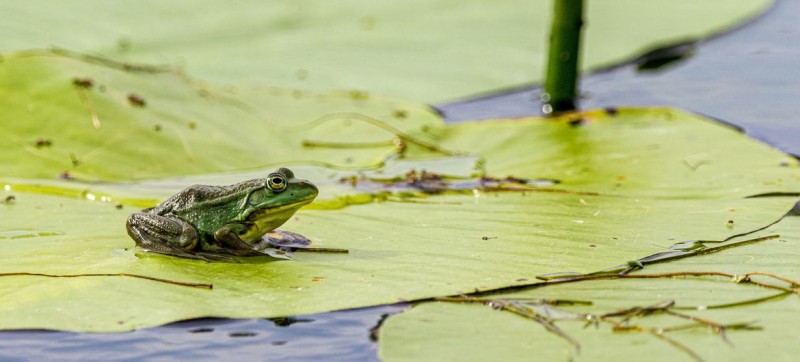 UN honours pioneering initiatives to restore ecosystems worldwide