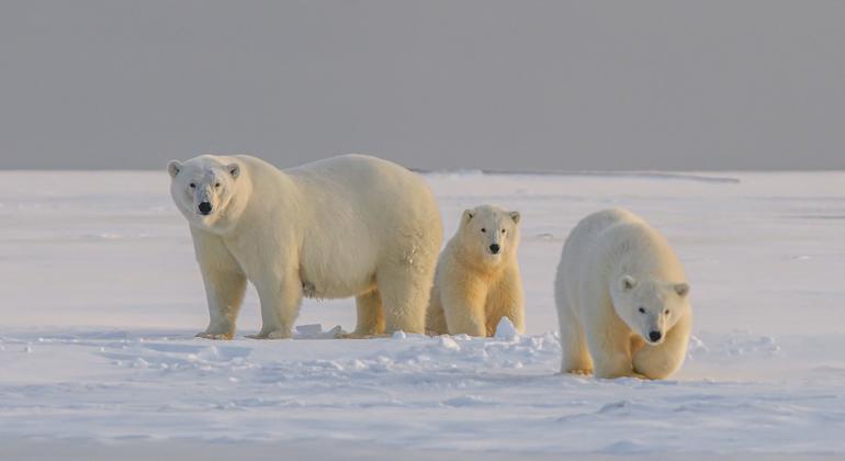 Why biodiversity is good for our health