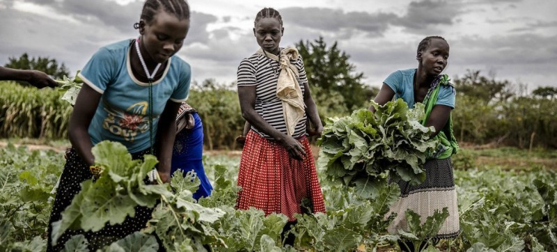 LDC5: UN conference weighs building resilient agrifood systems in the face of risk and uncertainty