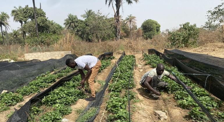 LDC5: UN conference weighs building resilient agrifood systems in the face of risk and uncertainty