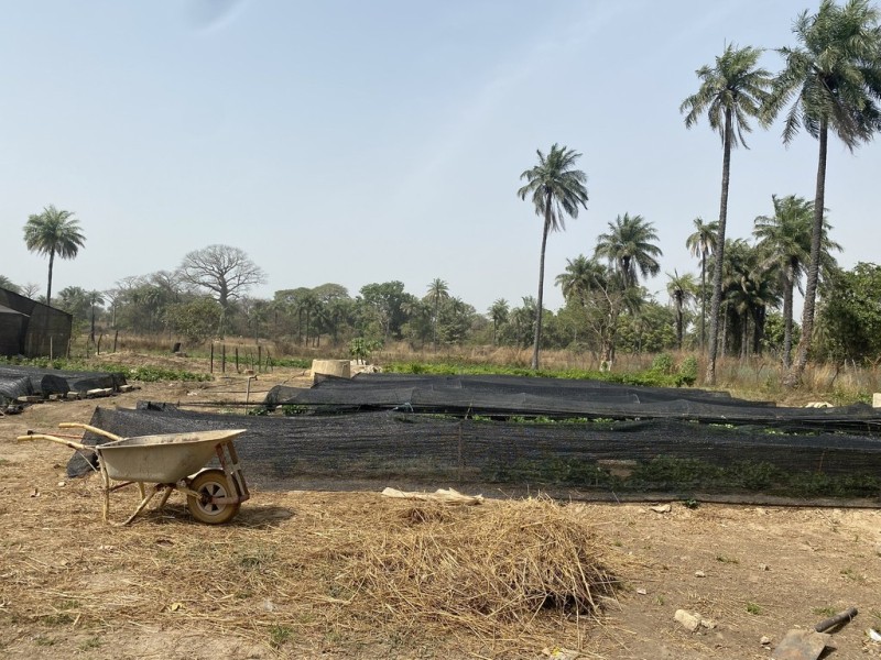 First Person: Passion to feed a healthier Gambia