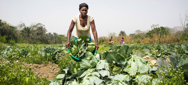 Gender inequalities in food and agriculture are costing world $1 trillion: FAO