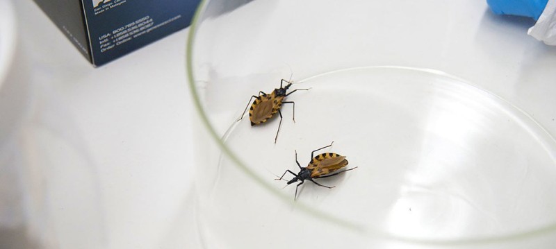 World Chagas Day calls for primary health care to track ‘silent’ disease