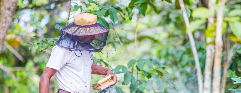 Plenty abuzz on World Bee Day