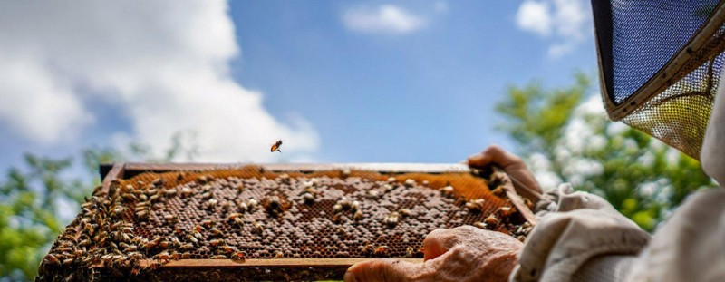 Plenty abuzz on World Bee Day