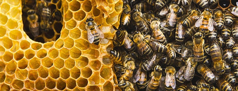 Plenty abuzz on World Bee Day