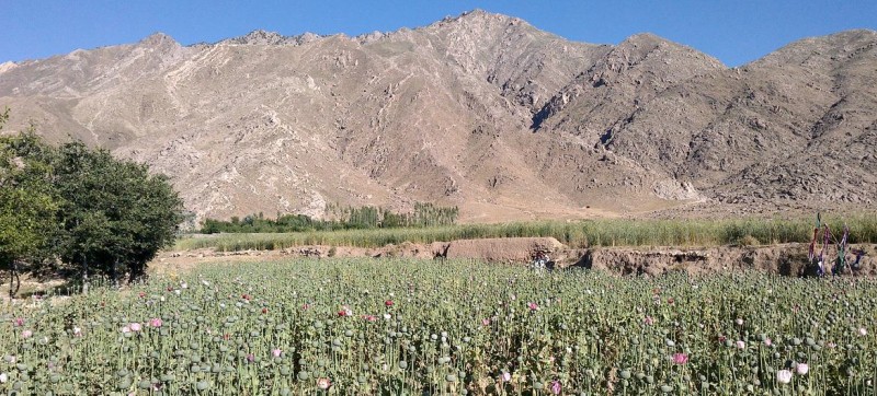 A knowledge-based approach to tackling Afghanistan’s drug abuse crisis