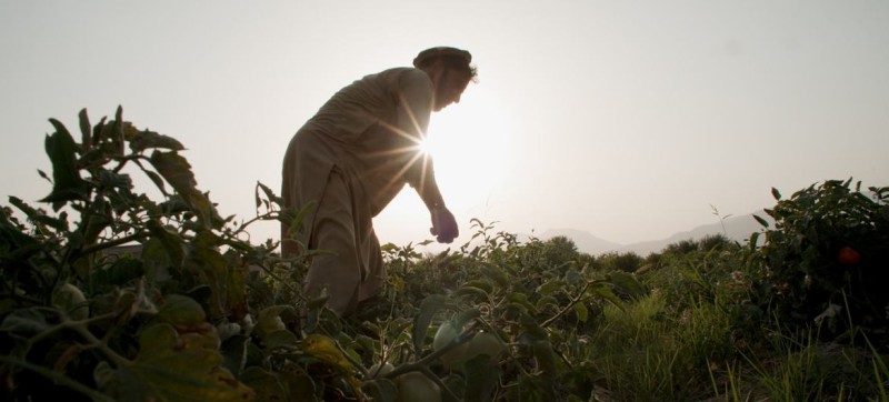 A knowledge-based approach to tackling Afghanistan’s drug abuse crisis