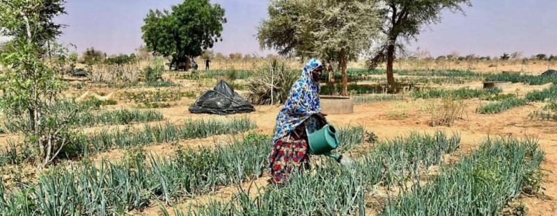 Combating drought, one garden at a time