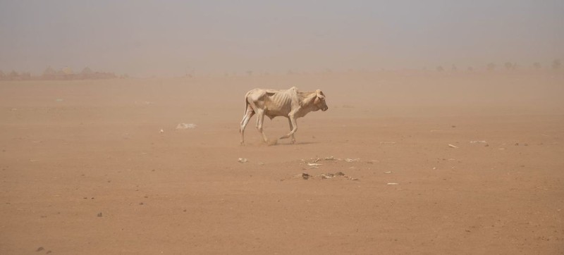 Women suffer disproportionately from ravages of drought, desertification