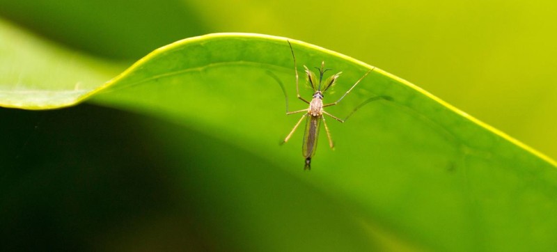 Spike in dengue cases due to global warming, warns WHO