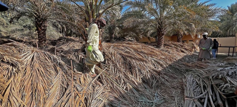 Spirit of resilience braces desertification winds in Saudi Arabia