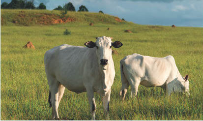 BRAZIL: AN AGRICULTURAL GIANT WITH INVESTMENT POTENTIAL